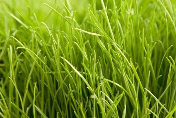 Насіння райграсу пасовищного