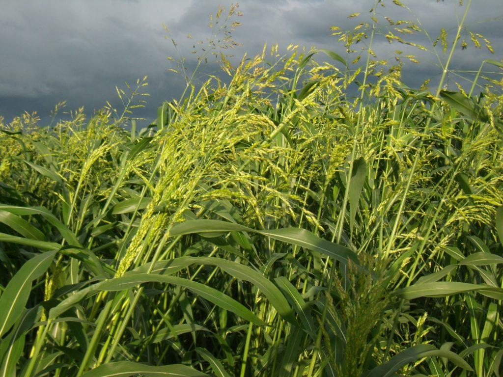 Насіння суданської трави