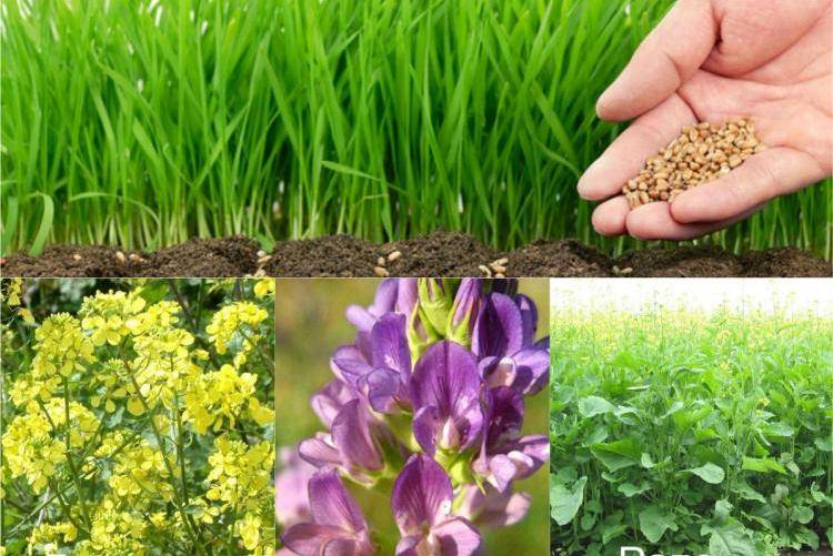 РОСЛИНИ-СИДЕРАТИ