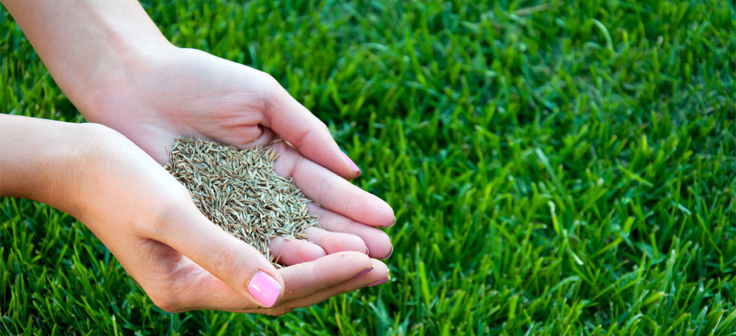 Насіння газонних трав