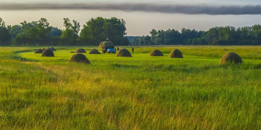 насіння для сіна