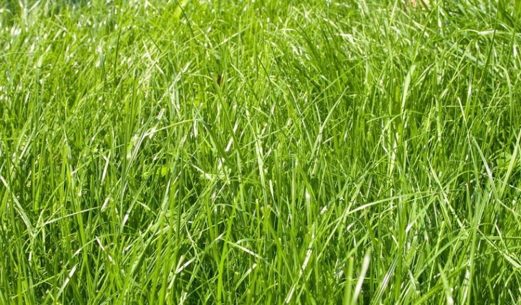 Мятлик луговий ідеальне рішення для газону