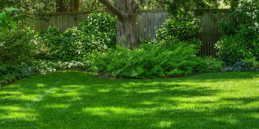 Тіньовитривалий газон