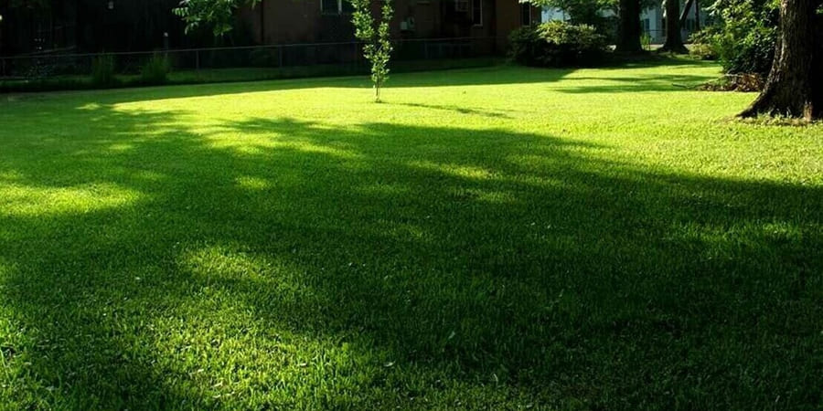 Тіневитривалий газон: основні особливості та види трав