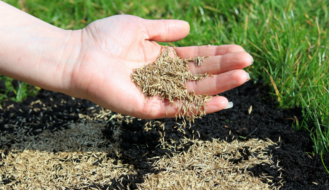Насіння багаторічних трав