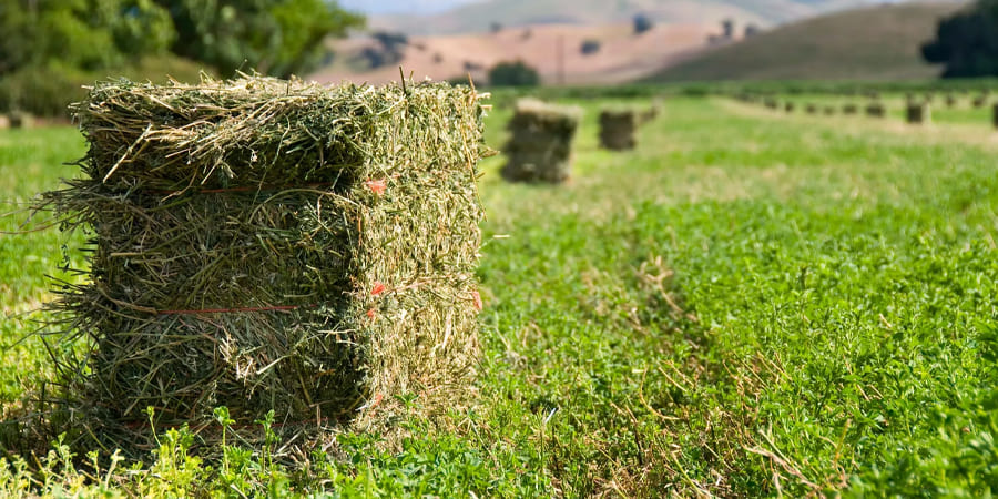 купити насіння багаторічних трав