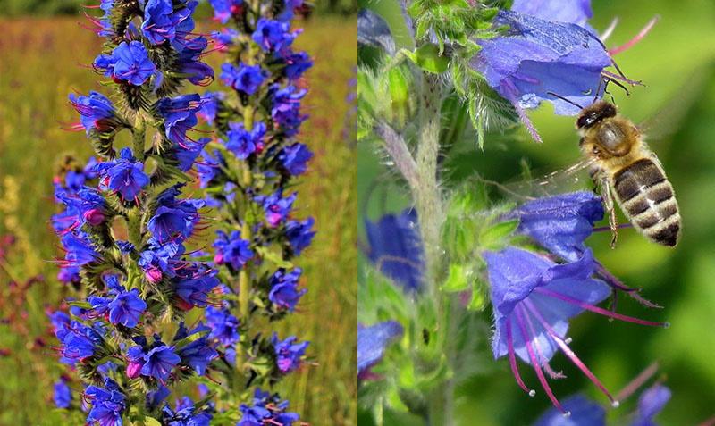 Насіння медоносних трав – види та особливості їх посіву