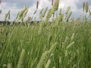 Багаторічні трави – коли сіяти і як досягти високої врожайності